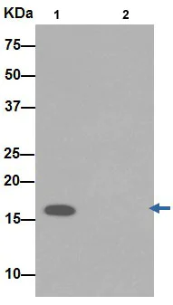 Immunoprecipitation - Anti-TIMM17A/TIM17 antibody [EPR16098] - BSA and Azide free (AB251117)