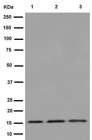 Western blot - Anti-TIMM17A/TIM17 antibody [EPR16098] - BSA and Azide free (AB251117)