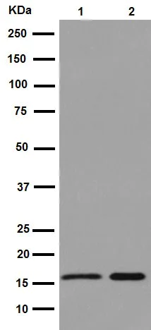 Western blot - Anti-TIMM17A/TIM17 antibody [EPR16098] - BSA and Azide free (AB251117)