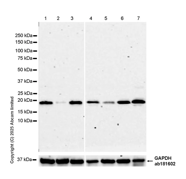 Western blot - Anti-TIMM23/TIM23 antibody [EPR29827-44] - BSA and Azide free (AB324880)