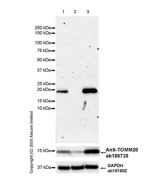 Western blot - Anti-TIMM23/TIM23 antibody [EPR29827-44] - BSA and Azide free (AB324880)