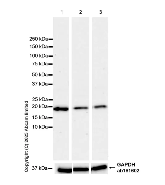 Western blot - Anti-TIMM23/TIM23 antibody [EPR29827-44] - BSA and Azide free (AB324880)