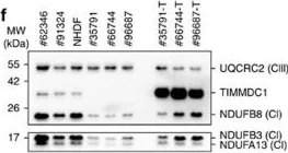 Western blot - Anti-TIMMDC1/C3orf1 antibody [EPR11807] (AB171978)