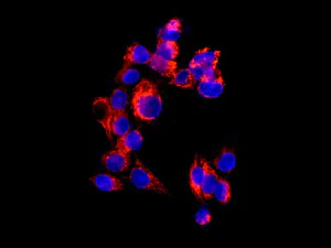 Immunocytochemistry/ Immunofluorescence - Anti-TIMMDC1/C3orf1 antibody [EPR11807] - BSA and Azide free (AB249690)