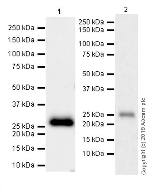 Western blot - Anti-TIMP1 antibody [EPR16616] - BSA and Azide free (AB232937)