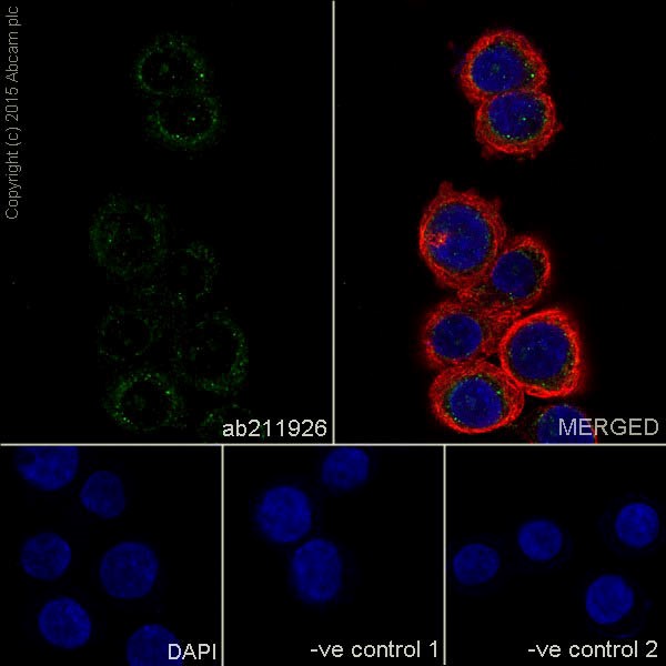 Immunocytochemistry/ Immunofluorescence - Anti-TIMP1 antibody [EPR18352] (ab211926), expandable thumbnail