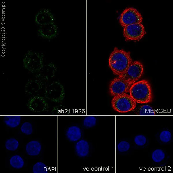 Immunocytochemistry/ Immunofluorescence - Anti-TIMP1 antibody [EPR18352] - BSA and Azide free (AB219471)