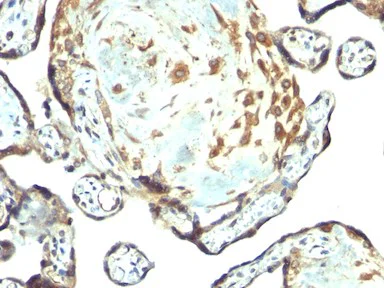 Immunohistochemistry (Formalin/PFA-fixed paraffin-embedded sections) - Anti-TIMP3 antibody - BSA and Azide free (AB269731)