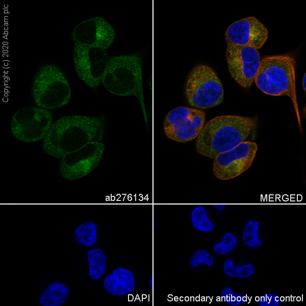 Immunocytochemistry/ Immunofluorescence - Anti-TIMP3 antibody [EPR23943-149] - BSA and Azide free (AB276139)