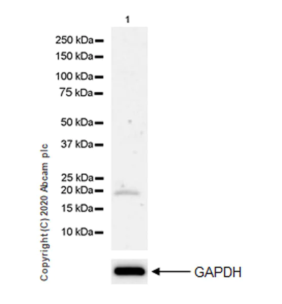 Western blot - Anti-TIMP3 antibody [EPR23943-149] - BSA and Azide free (AB276139)