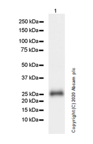 Western blot - Anti-TIMP3 antibody [EPR23943-149] - BSA and Azide free (AB276139)