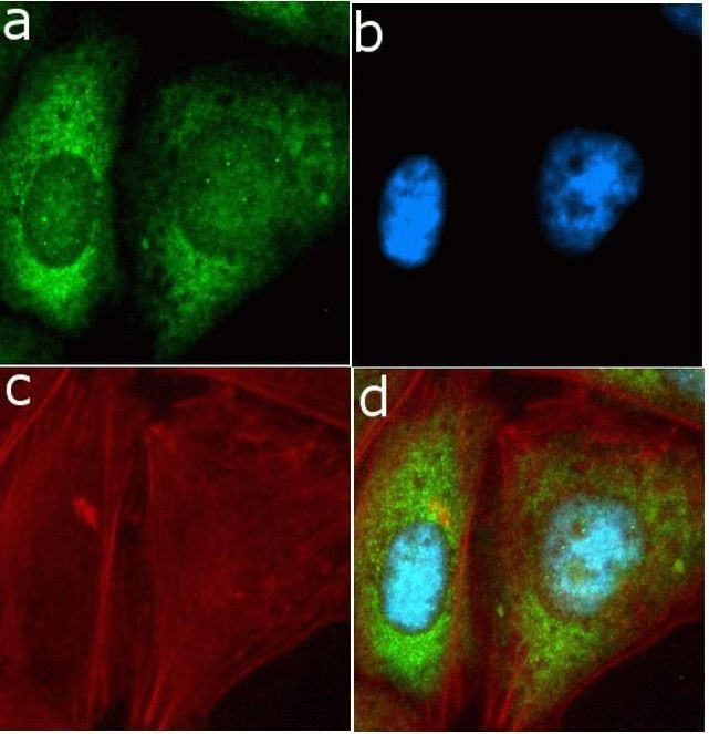 Immunocytochemistry/ Immunofluorescence - Anti-TIMP4 antibody [RP23040074] (AB313425), expandable thumbnail