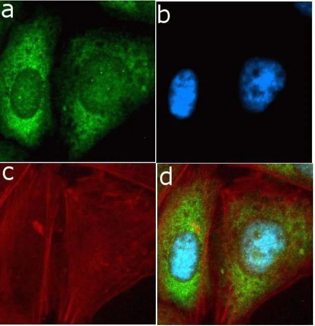 Immunocytochemistry/ Immunofluorescence - Anti-TIMP4 antibody [RP23040074] (AB313425)