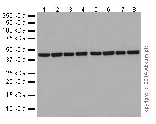 Western blot - Anti-Tin2 antibody [EPR15319] (AB197894)
