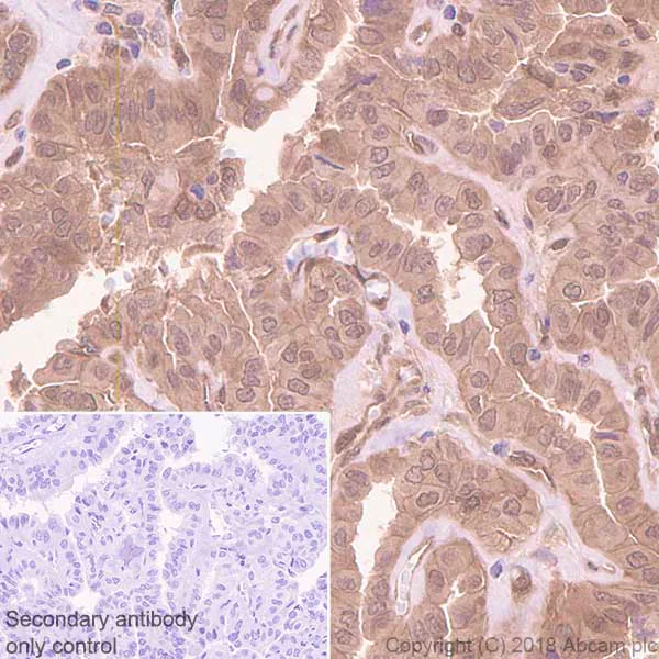 Immunohistochemistry (Formalin/PFA-fixed paraffin-embedded sections) - Anti-TIP-1 antibody [EPR7900(2)] - BSA and Azide free (AB213403)