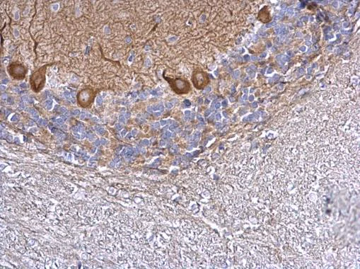Immunohistochemistry (Formalin/PFA-fixed paraffin-embedded sections) - Anti-TIP150 antibody (AB229121)