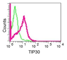 Flow Cytometry (Intracellular) - Anti-TIP30 antibody [EPR13179] - BSA and Azide free (AB250031)