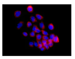 Immunocytochemistry/ Immunofluorescence - Anti-TIP30 antibody [EPR13179] - BSA and Azide free (AB250031)