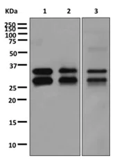 Western blot - Anti-TIP30 antibody [EPR13179] - BSA and Azide free (AB250031)