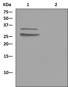Immunoprecipitation - Anti-TIP30 antibody [EPR13185] (AB181378)