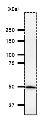 Western blot - Anti-TIP49A antibody [2943C1a] (AB51500)