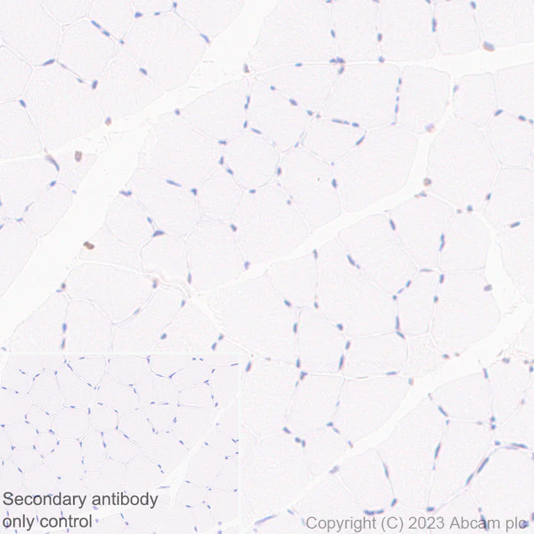 Immunohistochemistry (Formalin/PFA-fixed paraffin-embedded sections) - Anti-TIP49A antibody [EPR28169-31] (AB316004)