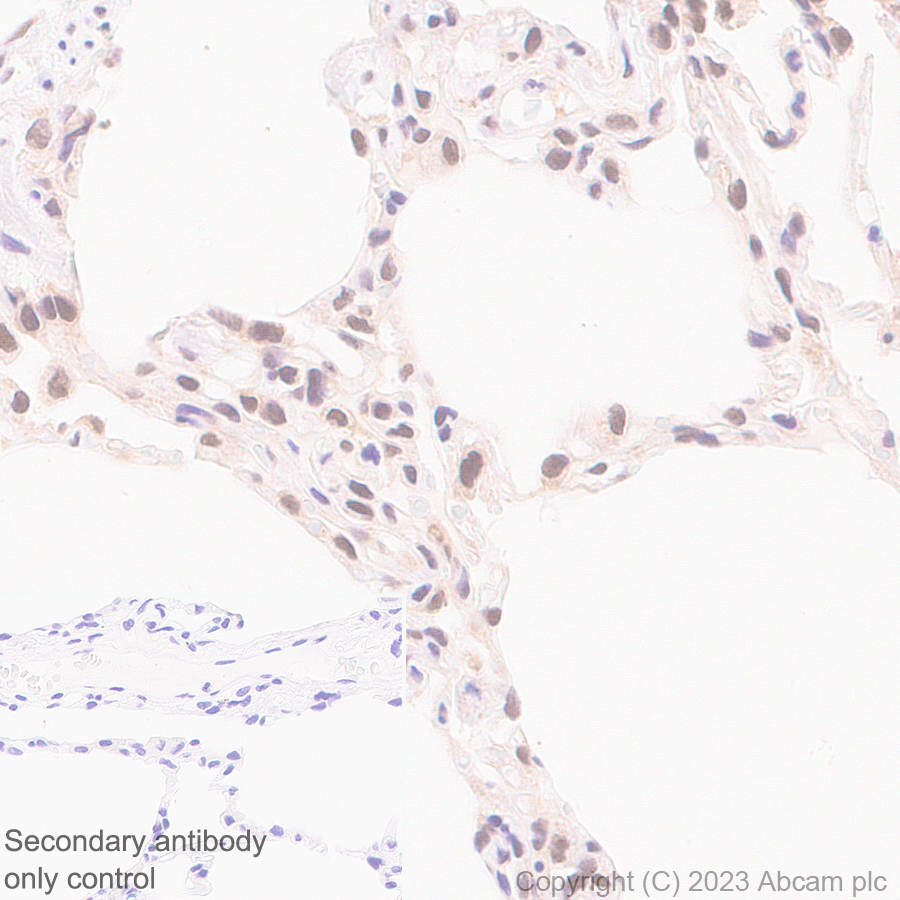 Immunohistochemistry (Formalin/PFA-fixed paraffin-embedded sections) - Anti-TIP49A antibody [EPR28169-31] - BSA and Azide free (AB316005)