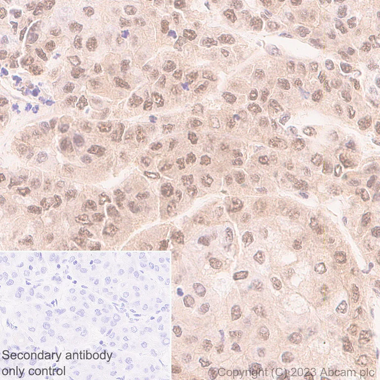 Immunohistochemistry (Formalin/PFA-fixed paraffin-embedded sections) - Anti-TIP49A antibody [EPR28169-31] - BSA and Azide free (AB316005)