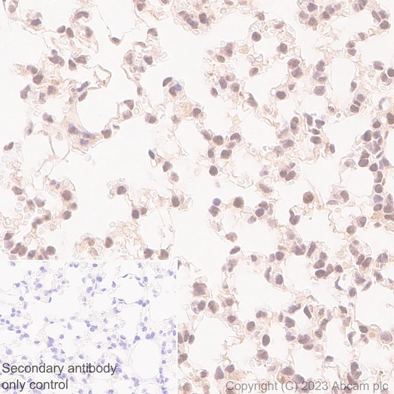 Immunohistochemistry (Formalin/PFA-fixed paraffin-embedded sections) - Anti-TIP49A antibody [EPR28169-31] - BSA and Azide free (AB316005)