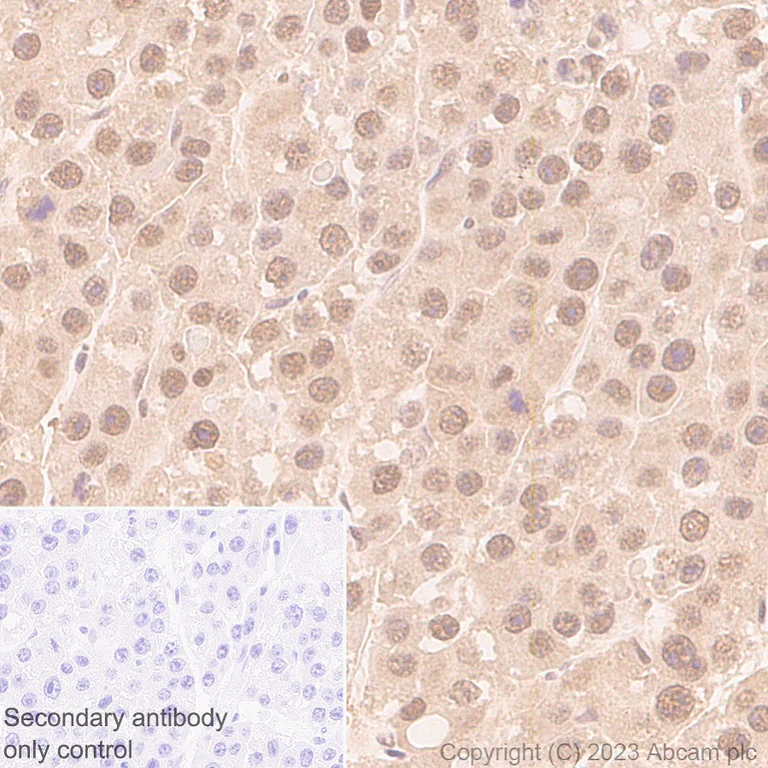 Immunohistochemistry (Formalin/PFA-fixed paraffin-embedded sections) - Anti-TIP49A antibody [EPR28169-31] - BSA and Azide free (AB316005)