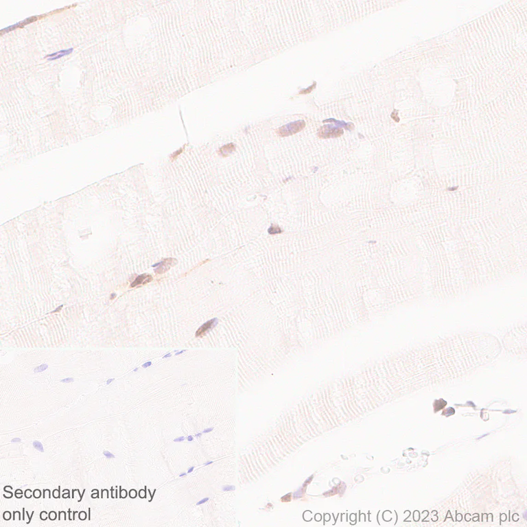 Immunohistochemistry (Formalin/PFA-fixed paraffin-embedded sections) - Anti-TIP49A antibody [EPR28169-31] - BSA and Azide free (AB316005)