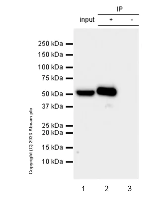 Immunoprecipitation - Anti-TIP49A antibody [EPR28169-31] - BSA and Azide free (AB316005)