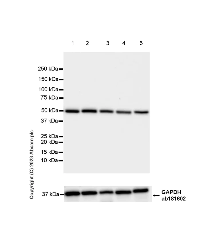 Western blot - Anti-TIP49A antibody [EPR28169-31] - BSA and Azide free (AB316005)