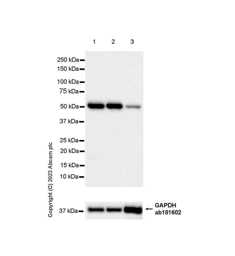 Western blot - Anti-TIP49A antibody [EPR28169-31] - BSA and Azide free (AB316005)