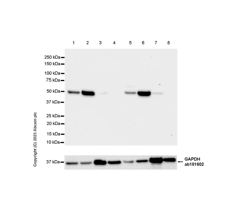 Western blot - Anti-TIP49A antibody [EPR28169-31] - BSA and Azide free (AB316005)