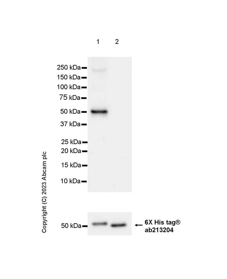 Western blot - Anti-TIP49A antibody [EPR28169-31] - BSA and Azide free (AB316005)