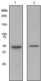 Western blot - Anti-TIP49A antibody [EPR4143] (AB108927)