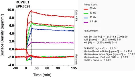 OI-RD Scanning - Anti-TIP49A antibody [EPR6028] - BSA and Azide free (AB248532)