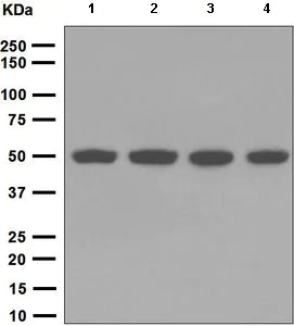 Western blot - Anti-TIP49A antibody [EPR6028] - BSA and Azide free (AB248532)