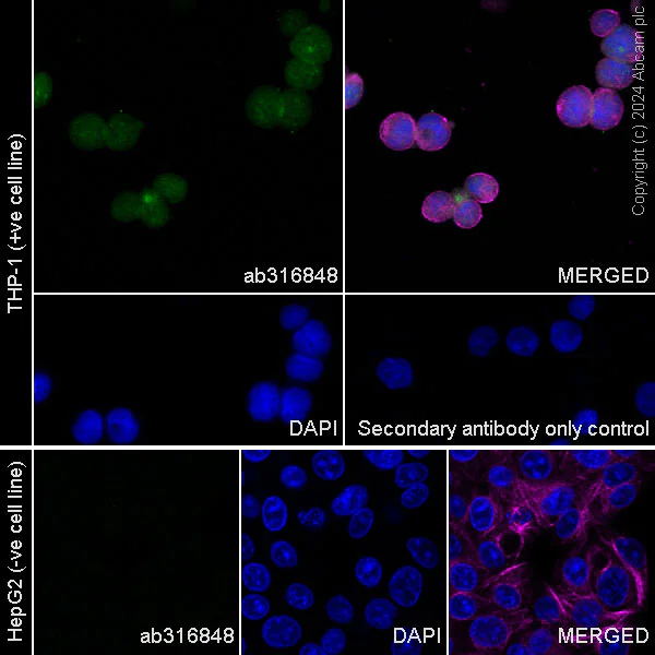 Immunocytochemistry/ Immunofluorescence - Anti-TIPE2 antibody [EPR27964-2] - BSA and Azide free (AB316849)