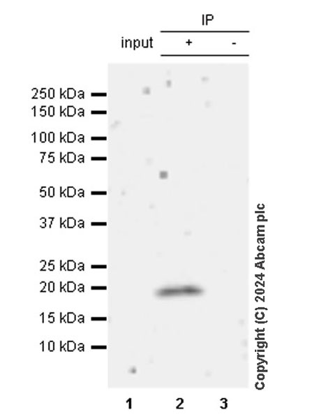Immunoprecipitation - Anti-TIPE2 antibody [EPR27964-2] - BSA and Azide free (AB316849), expandable thumbnail