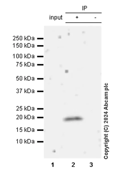 Immunoprecipitation - Anti-TIPE2 antibody [EPR27964-2] - BSA and Azide free (AB316849)