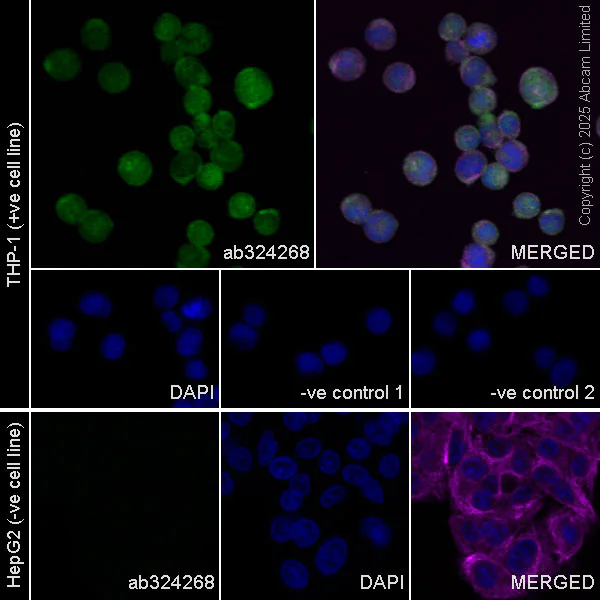 Immunocytochemistry/ Immunofluorescence - Anti-TIPE2 antibody [EPR27964-44] (AB324268)