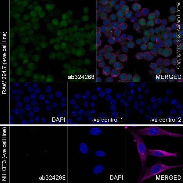 Immunocytochemistry/ Immunofluorescence - Anti-TIPE2 antibody [EPR27964-44] (AB324268)