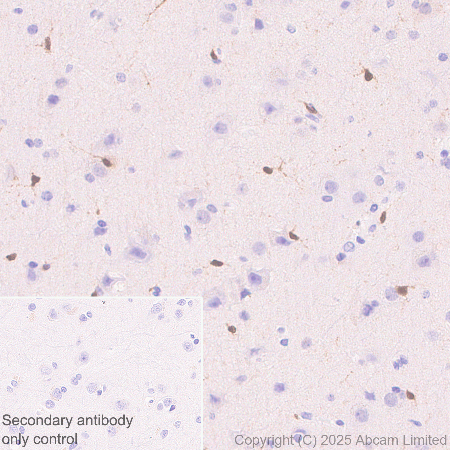 Immunohistochemistry (Formalin/PFA-fixed paraffin-embedded sections) - Anti-TIPE2 antibody [EPR27964-44] (ab324268), expandable thumbnail