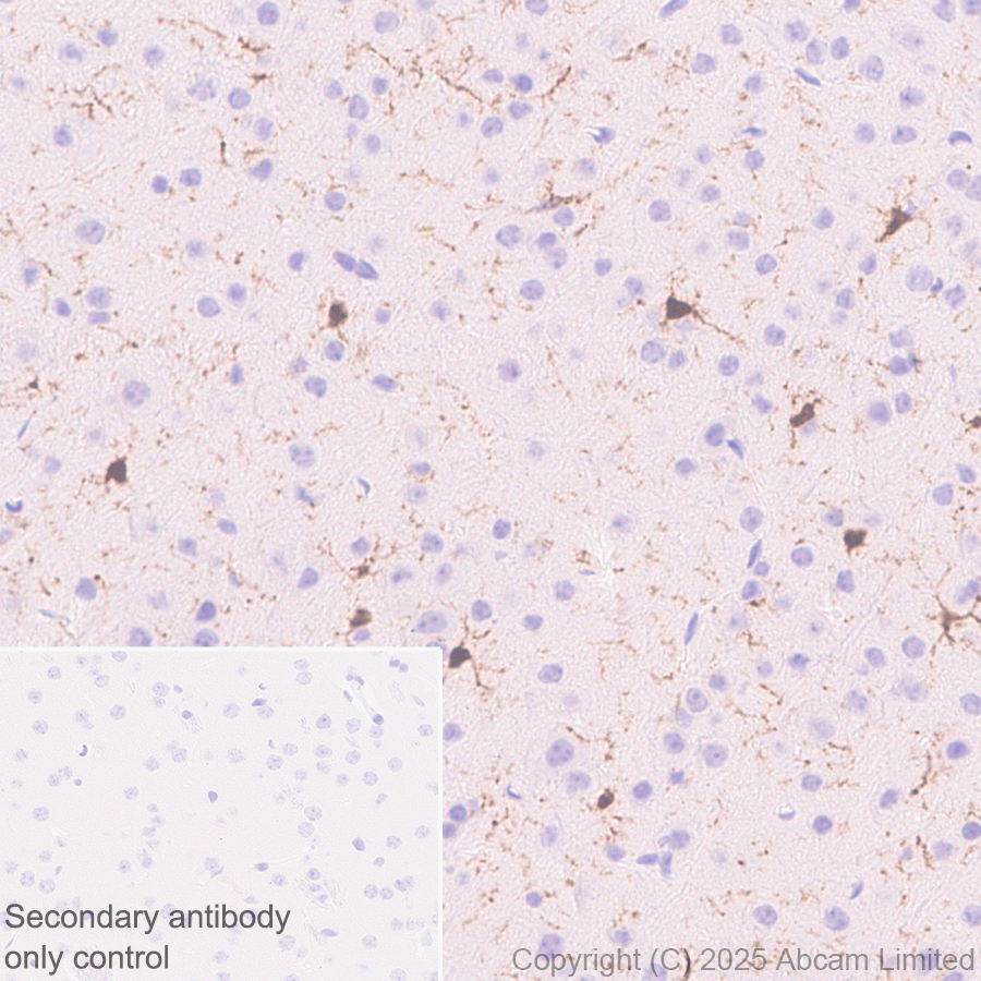 Immunohistochemistry (Formalin/PFA-fixed paraffin-embedded sections) - Anti-TIPE2 antibody [EPR27964-44] (ab324268), expandable thumbnail