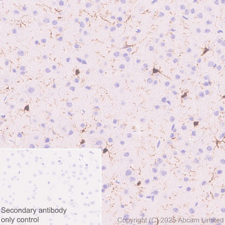 Immunohistochemistry (Formalin/PFA-fixed paraffin-embedded sections) - Anti-TIPE2 antibody [EPR27964-44] (AB324268)