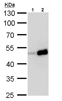 Western blot - Anti-TIPIN antibody (AB229329)