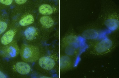 Immunocytochemistry/ Immunofluorescence - Anti-TIPIN antibody (AB236451)