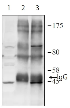 Immunoprecipitation - Anti-TIPIN antibody (AB236451)